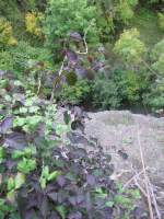 14.10.2013 Steilwand 45 Meter
Der Blick hinab. Erst wenn die Baumzone 
verlassen wird, kommt der Seilsportler 
in den  Genuss  sich ein Bild von der 
tatschlichen Steilwand machen zu knnen.
