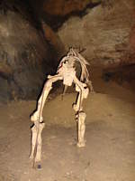 24.09.2027 Urbex Spezial  Mundus subterraneus 
Grotte D´Osselle - Saint Vit - Frankreich
Skelett eines Höhlenbären - Ursus spelaeus