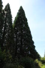 05.08.2020 Urbex Spezial -  Harz  Tag Fünf
WeltWald - Bad Grund
Riesenmammutbaum